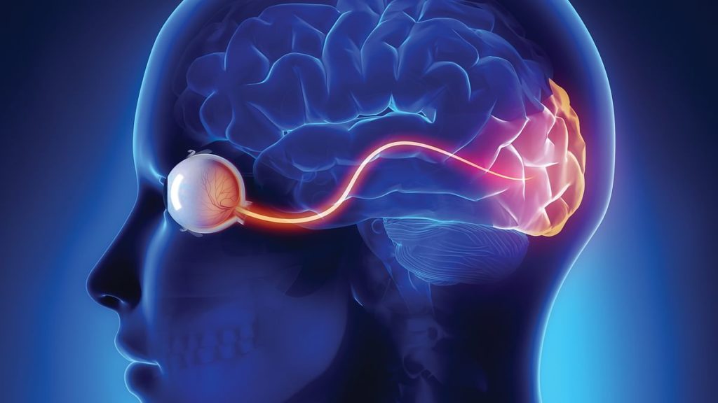 Understanding The Working Of A Human Eye