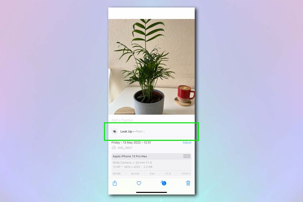 How To Identify Plants And Flowers Using iPhone