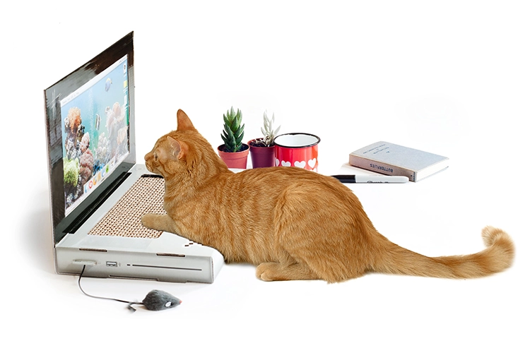 Cat Laptop Toy